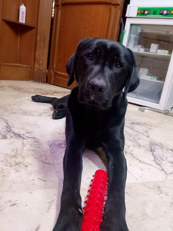 🌟 BRANDO, IL CUCCIOLO CHE ASPETTA SOLO DI ESSERE AMATO 🌟 Foto 5